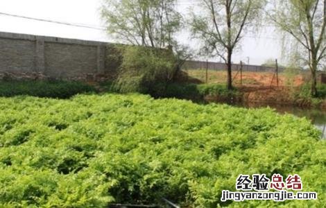 水芹的种植方法 水芹的种植方法和时间