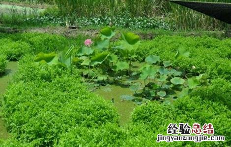 水芹的种植方法 水芹的种植方法和时间