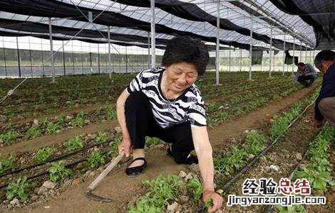 冰菜怎么种植技术露天 冰菜怎么种植