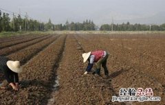 冰菜怎么种植技术露天 冰菜怎么种植