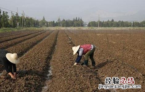 冰菜怎么种植技术露天 冰菜怎么种植