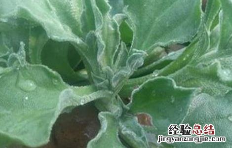 冰菜怎么种植技术露天 冰菜怎么种植