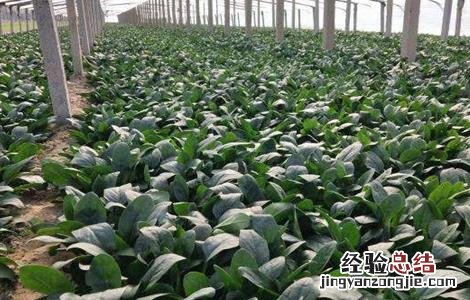 种植菠菜的生长环境 菠菜生长环境条件