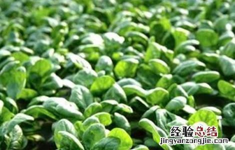 种植菠菜的生长环境 菠菜生长环境条件