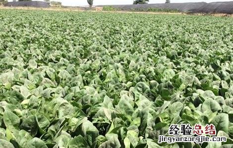 种植菠菜的生长环境 菠菜生长环境条件