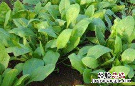 种植菠菜的生长环境 菠菜生长环境条件