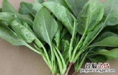 种植菠菜的生长环境 菠菜生长环境条件