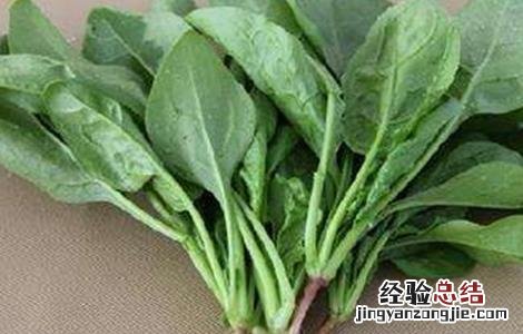 种植菠菜的生长环境 菠菜生长环境条件