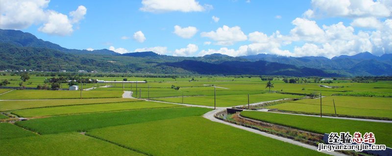 一亩稻田产量多少斤 一亩稻田产量