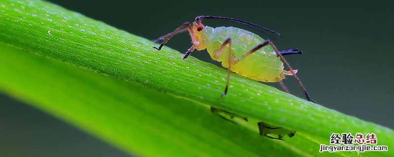 什么是伏蚜? 伏蚜怎么治