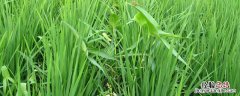克无踪除草剂能除根吗 克无踪禁用后用什么除草剂