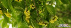 到哪里找卖桂花树的苗木经纪人 哪里有出售桂花树苗