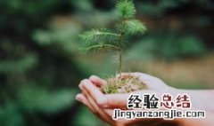 关于植树节的名言警句 关于植树节的名言警句大全