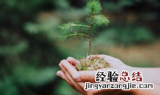 关于植树节的名言警句 关于植树节的名言警句大全