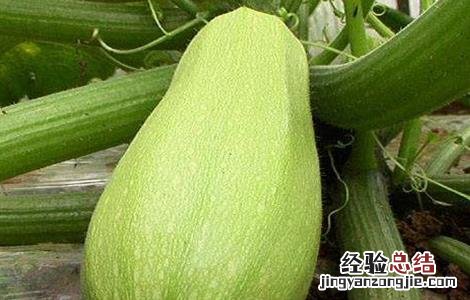 西葫芦育苗时的注意事项是什么 西葫芦育苗时的注意事项