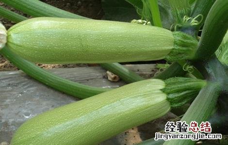 西葫芦育苗时的注意事项是什么 西葫芦育苗时的注意事项