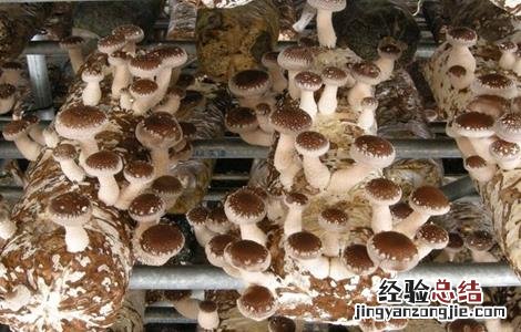 秋季香菇的管理方法 香菇冬季管理