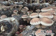 秋季香菇的管理方法 香菇冬季管理