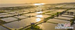四大家鱼养殖技术和密度 四大家鱼养殖技术和密度视频