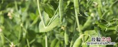 冬天种豌豆会不会冻死 种植豌豆怕冻吗