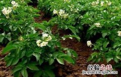 土豆高产施肥方法有哪些 土豆高产施肥方法