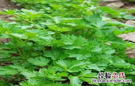 欧芹的种植方法 欧芹的种植方法和管理
