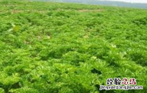 欧芹的种植方法 欧芹的种植方法和管理