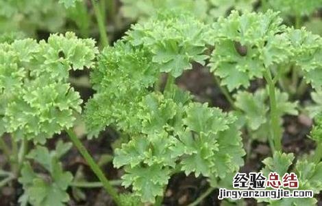 欧芹的种植方法 欧芹的种植方法和管理