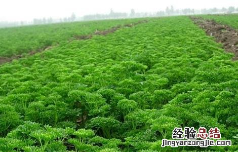欧芹的种植方法 欧芹的种植方法和管理