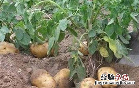 马铃薯种植的注意事项是什么 马铃薯种植的注意事项