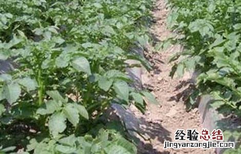 马铃薯种植的注意事项是什么 马铃薯种植的注意事项