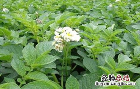 马铃薯种植的注意事项是什么 马铃薯种植的注意事项