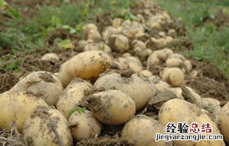 马铃薯种植的注意事项是什么 马铃薯种植的注意事项