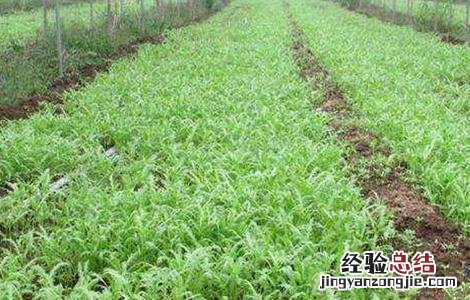 茼蒿的栽培技术与管理 茼蒿的田间管理