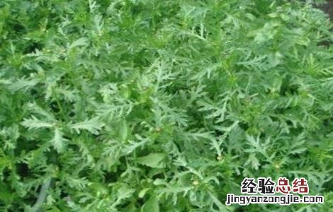 茼蒿的栽培技术与管理 茼蒿的田间管理