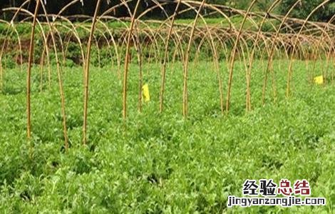 茼蒿的栽培技术与管理 茼蒿的田间管理