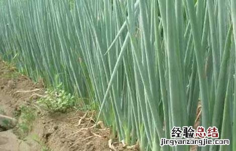 大葱种植方法 大葱种植方法?