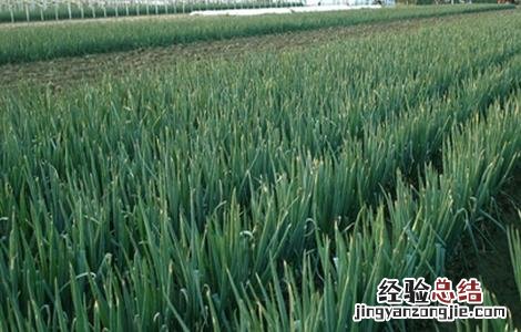 大葱种植方法 大葱种植方法?