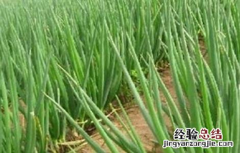 大葱种植方法 大葱种植方法?