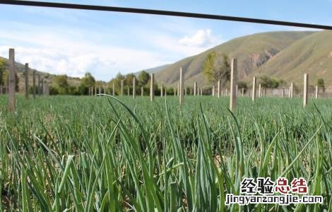 大葱种植方法 大葱种植方法?