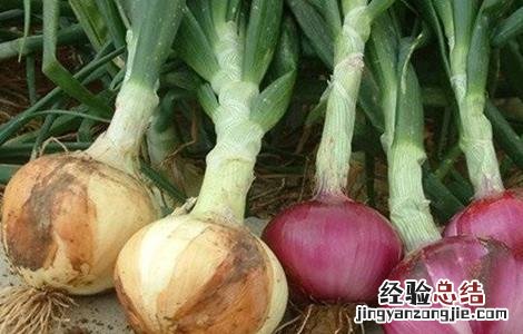 种植洋葱的具体流程图 种植洋葱的具体流程