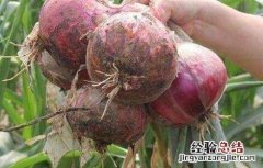 种植洋葱的具体流程图 种植洋葱的具体流程