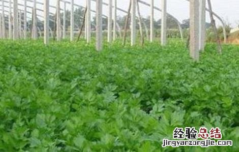 芹菜的越冬管理 芹菜越冬栽培管理技术