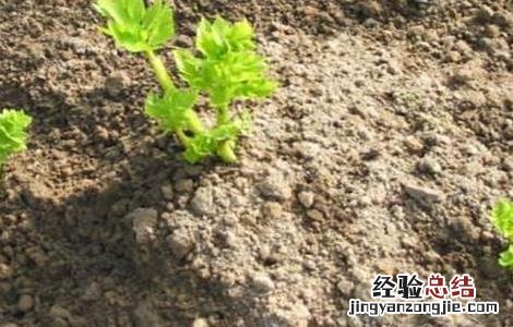 芹菜的越冬管理 芹菜越冬栽培管理技术