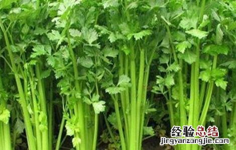 芹菜的越冬管理 芹菜越冬栽培管理技术
