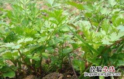 芹菜的越冬管理 芹菜越冬栽培管理技术