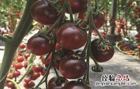 黑番茄的种植方法 黑番茄的种植方法图片