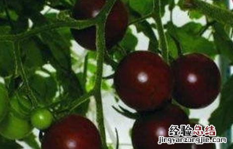 黑番茄的种植方法 黑番茄的种植方法图片