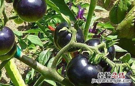 黑番茄的种植方法 黑番茄的种植方法图片