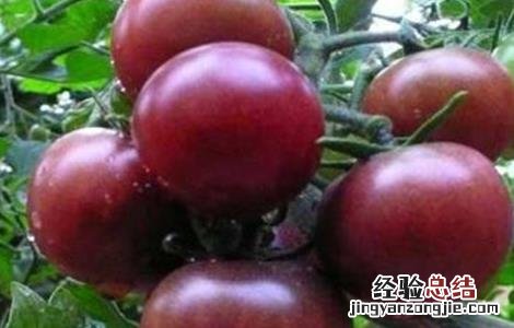 黑番茄的种植方法 黑番茄的种植方法图片